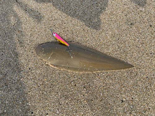 ウシノシタの釣果