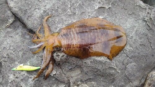アオリイカの釣果