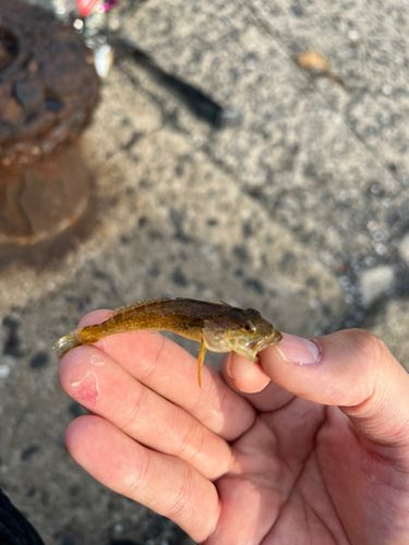 アナハゼの釣果