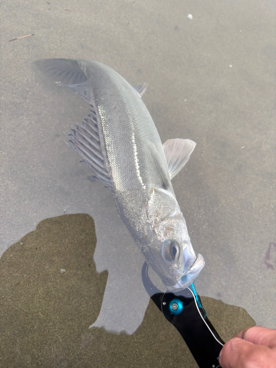 SHIMANO 23ヴァンキッシュ 4000MHGの最安値・インプレ・釣果