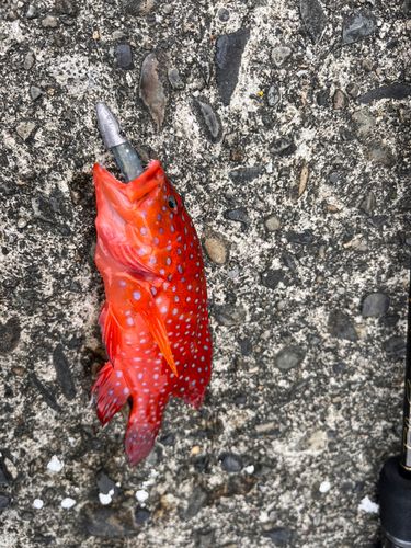 ユカタハタの釣果