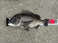 クロダイの釣果