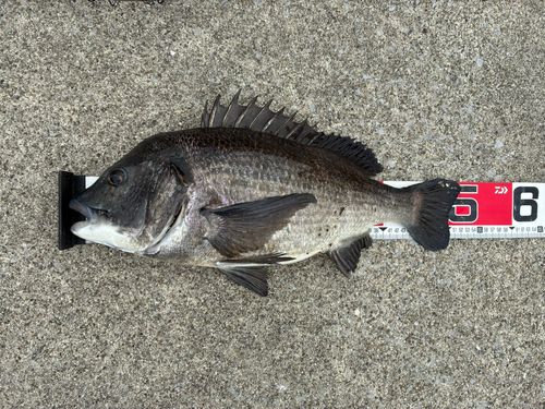 クロダイの釣果