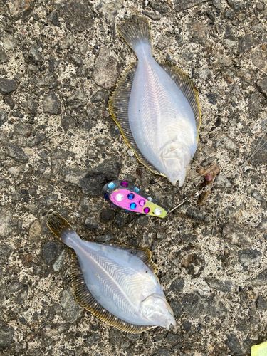 カワガレイの釣果