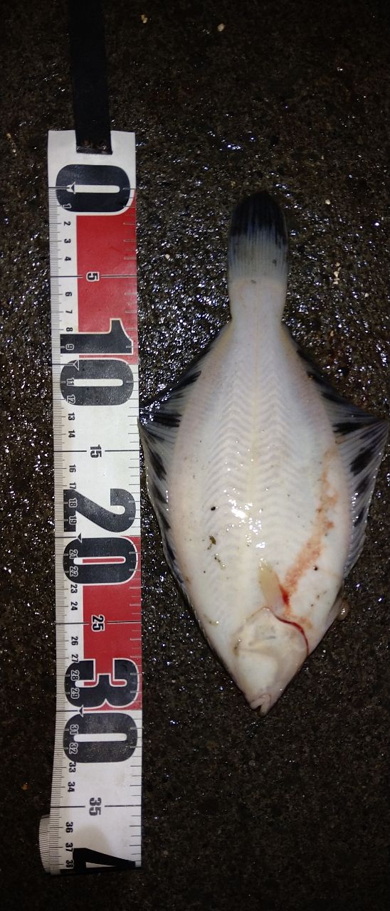 クロガシラガレイ