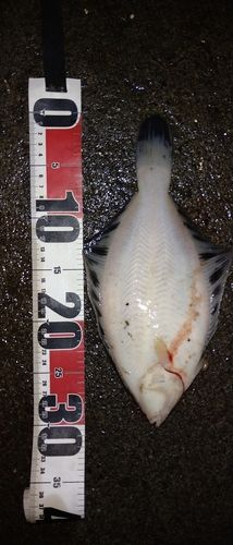 クロガシラガレイの釣果