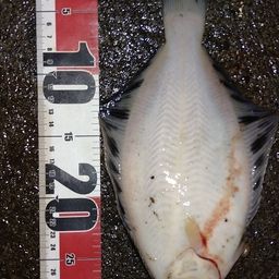 クロガシラガレイ