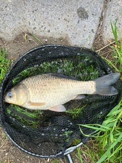 マブナの釣果