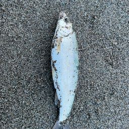 アジ