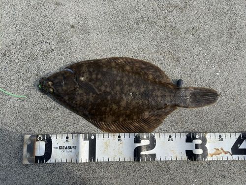 マコガレイの釣果