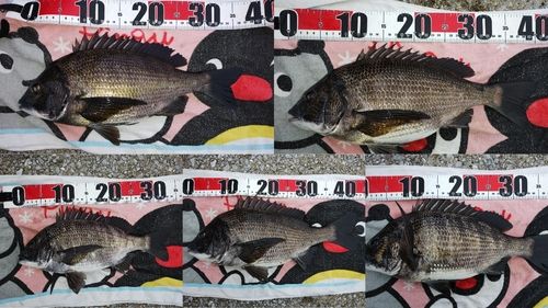 チヌの釣果