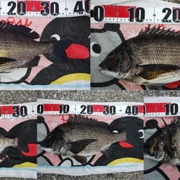 チヌ