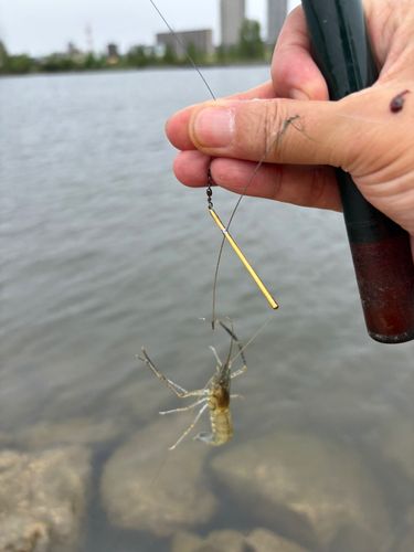 テナガエビの釣果