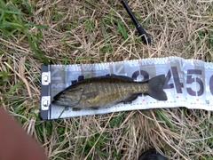 スモールマウスバスの釣果