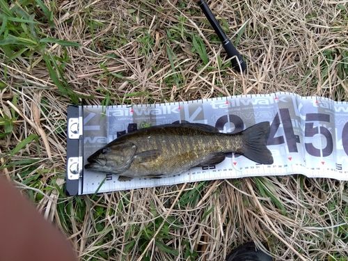 スモールマウスバスの釣果
