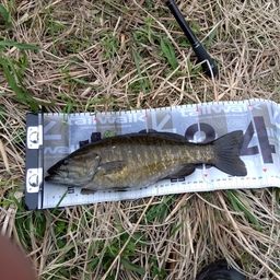 スモールマウスバス