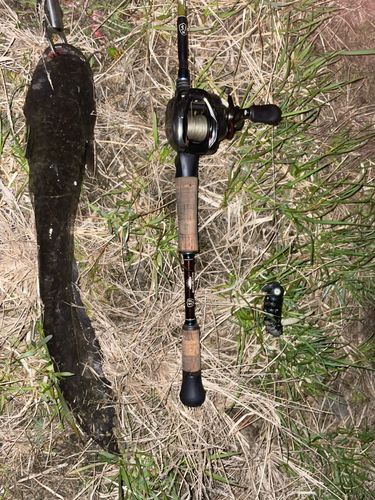 マナマズの釣果