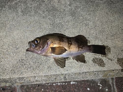 メバルの釣果