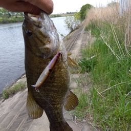 スモールマウスバス