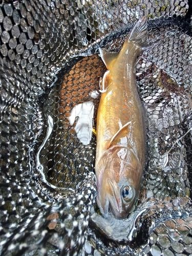 ヤマトイワナの釣果