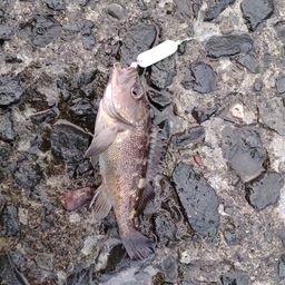 エゾメバル