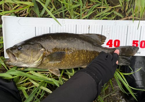 スモールマウスバスの釣果