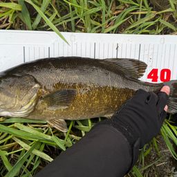 スモールマウスバス