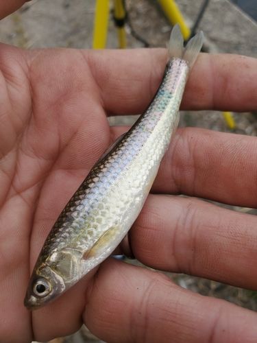 ホンモロコの釣果