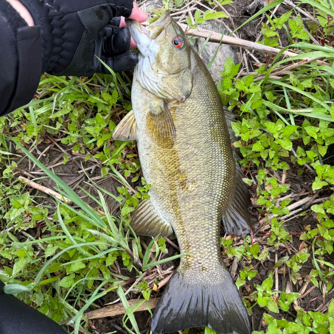 スモールマウスバス