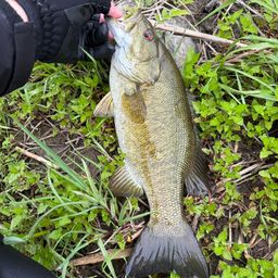 スモールマウスバス