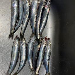 カタクチイワシ