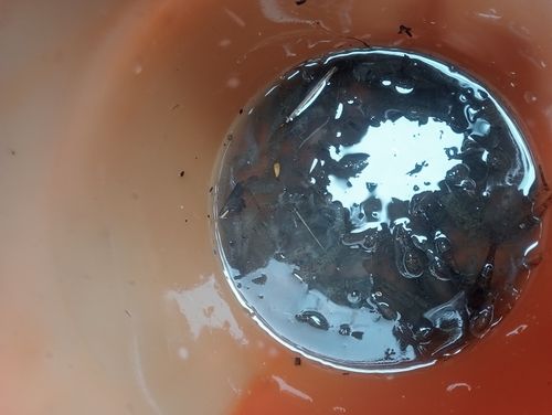 釣果