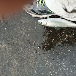 カタボシイワシ