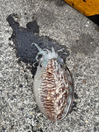 コウイカの釣果