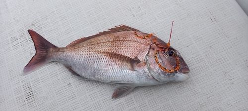 マダイの釣果