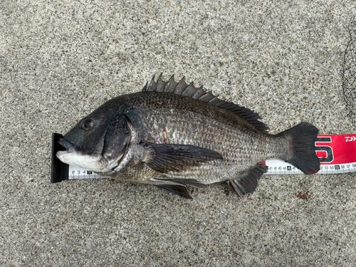 クロダイの釣果