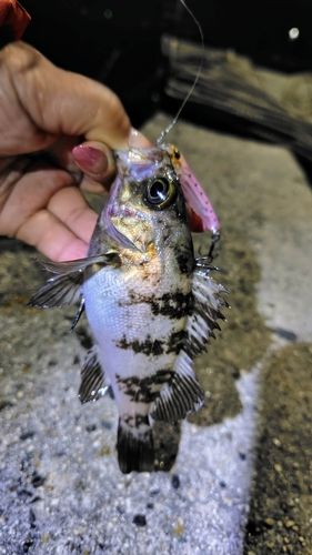 シロメバルの釣果