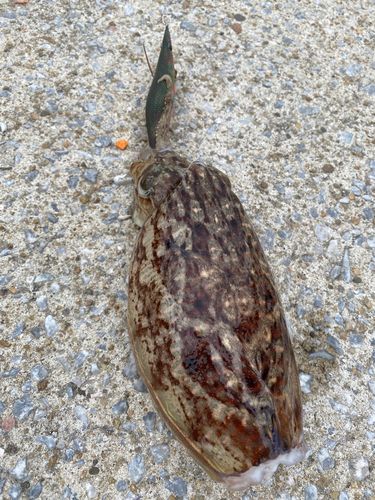 コウイカの釣果