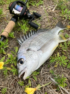 キビレの釣果