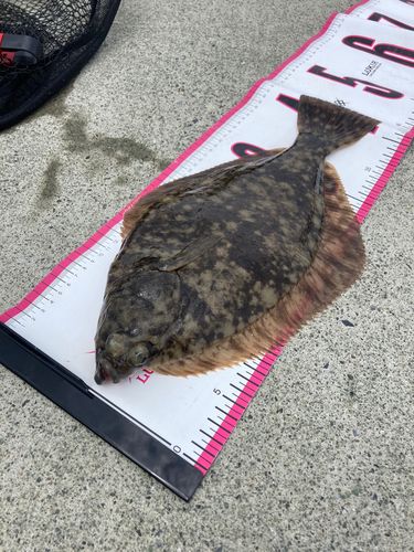 マコガレイの釣果