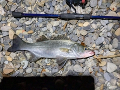 フッコ(ヒラスズキ)の釣果