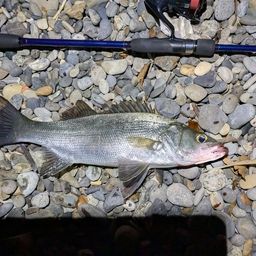 フッコ（ヒラスズキ）