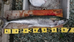 サワラの釣果