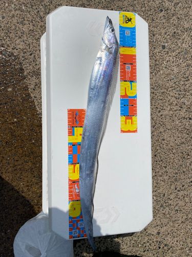 タチウオの釣果