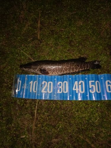 ライギョの釣果