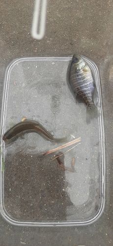 ブルーギルの釣果