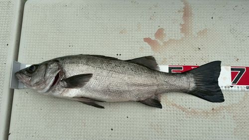 ヒラスズキの釣果