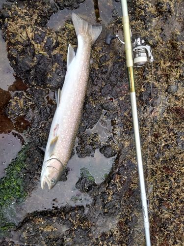 アメマスの釣果