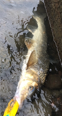 コイの釣果