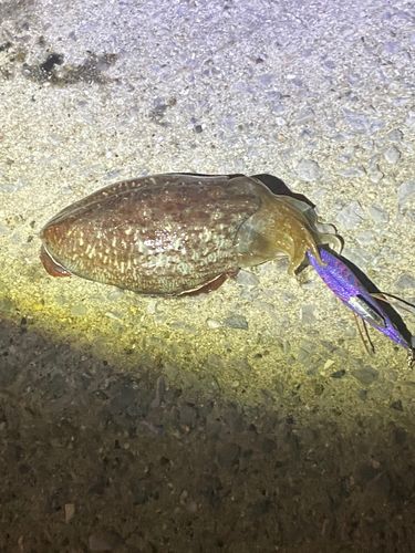 コウイカの釣果